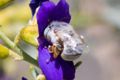 Anthophora hololeuca