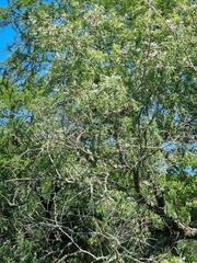Salix mucronata