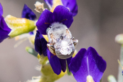 Anthophora hololeuca