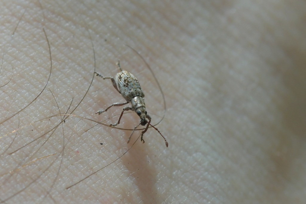 Catoptes planus