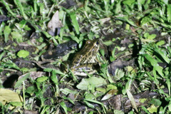 Lithobates taylori