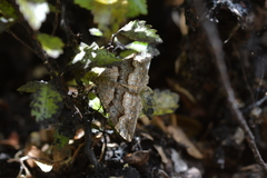 Hydriomena deltoidata