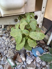 Hypoestes phyllostachya