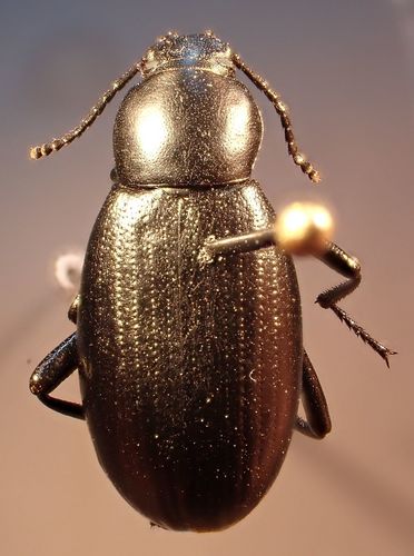 Eleodes carbonaria
