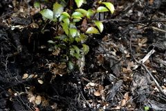 Hydriomena deltoidata
