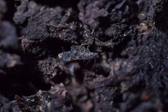 Tinea fagicola