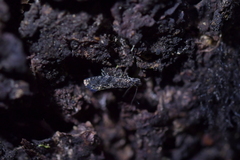 Tinea fagicola
