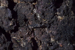 Tinea fagicola