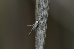Stathmopoda horticola