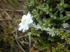 Leucogenes leontopodium