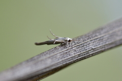 Stathmopoda horticola
