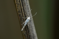 Stathmopoda horticola