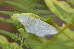 Poecilasthena pulchraria