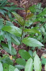 Rubus pyrifolius