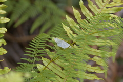 Poecilasthena pulchraria