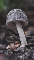 Amanita cheelii