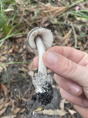 Amanita cheelii
