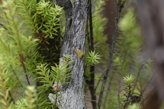 Glaucocharis auriscriptella