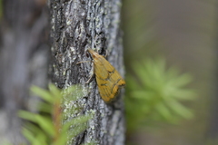 Glaucocharis auriscriptella