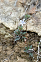 Wahlenbergia albomarginata