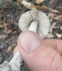 Amanita cheelii