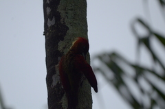 Chrysophlegma miniaceum