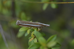 Orocrambus apicellus