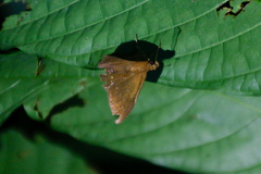 Nicephellus nicephorus
