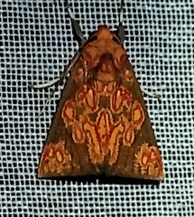 Melese flavimaculata