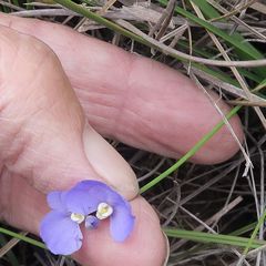 Comesperma sphaerocarpum