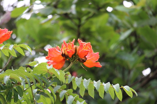 Spathodea campanulata - Leaves