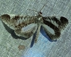 Macrosoma heliconiaria