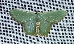Chloropteryx nordicaria