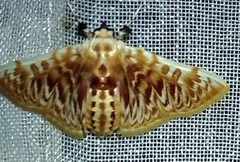 Polygrammodes sanguinalis