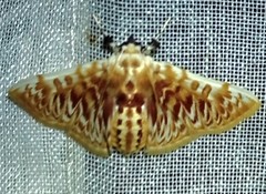 Polygrammodes sanguinalis