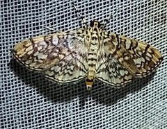 Haritalodes
