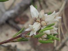 Cryptandra ericoides