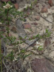 Cryptandra ericoides