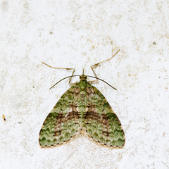 Sauris purpurotincta