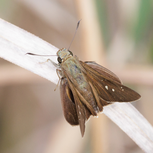 Baoris farri (Moore, 1878)