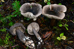 Tricholoma squarrulosum