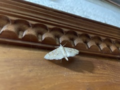 Elophila nymphaeata