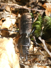 Mecodema costellum