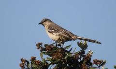 Mimus polyglottos
