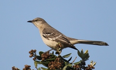 Mimus polyglottos