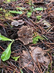 Hydnellum subzonatum