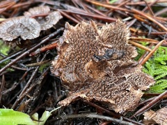 Hydnellum subzonatum