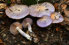 Cortinarius subfoetidus