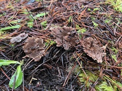 Hydnellum subzonatum