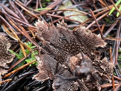Hydnellum subzonatum